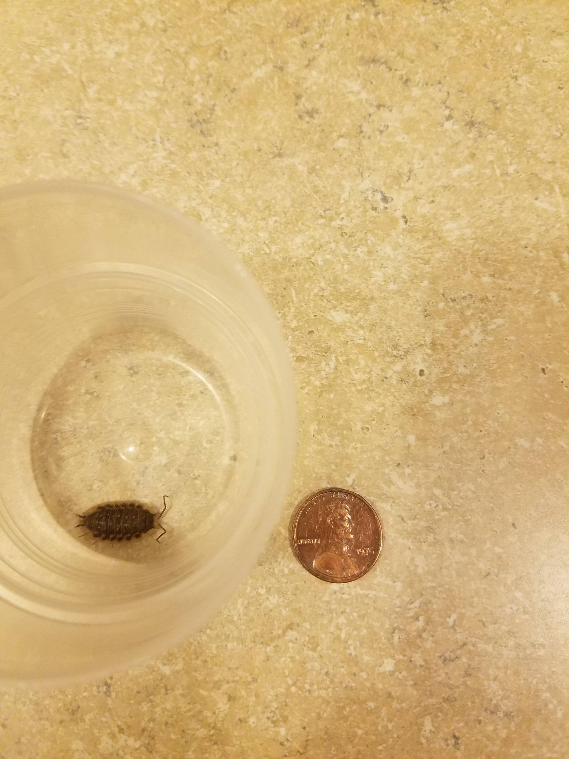 Penny for scale
