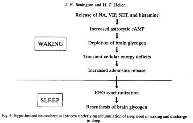Flowchart of the relation of glycogen to sleep need and replenishment